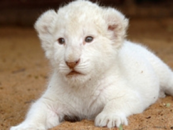 Лев или львёнок?