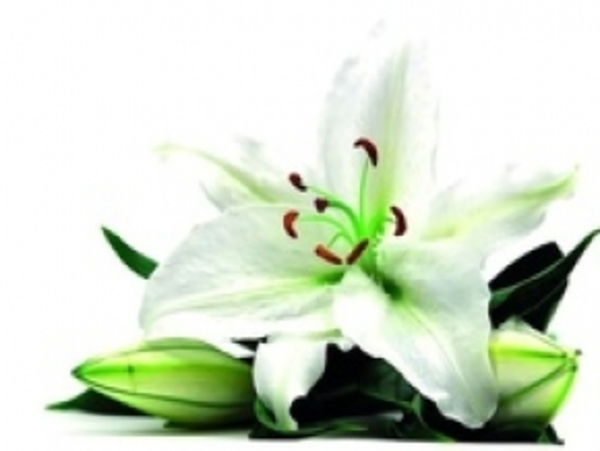 Дневник гейши