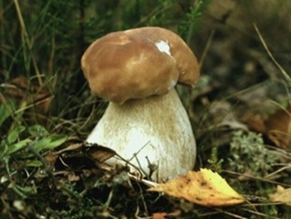 Боровик (белый гриб)