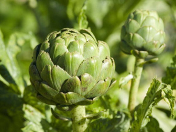 Шок от артишока
