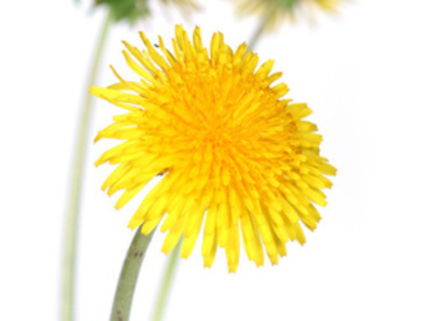 Рецепты чая для стройности