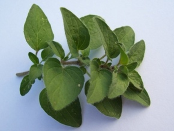 Душица (орегано)