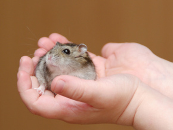 Хомячки опасны для детей