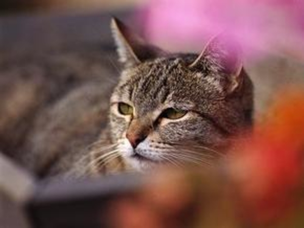 От аллергии спасут кошки