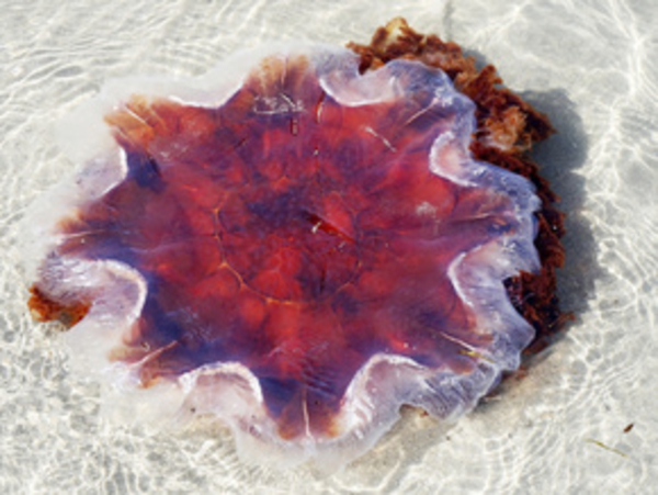 От импотенции поможет ожог медузы