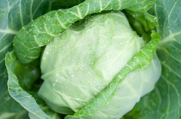 Молодая капуста: что, как, зачем