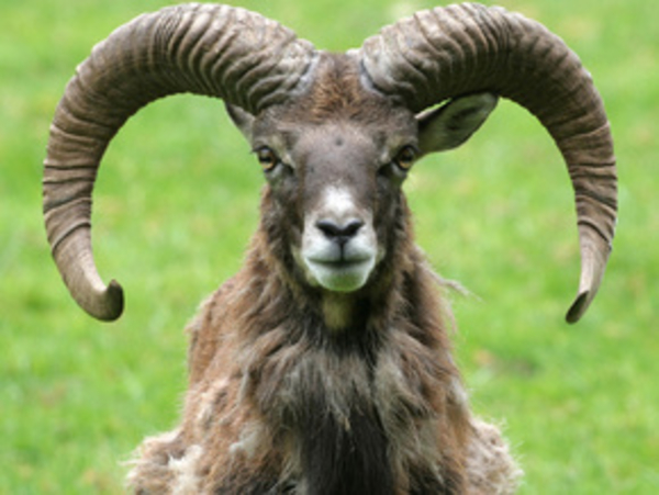 Животный секс