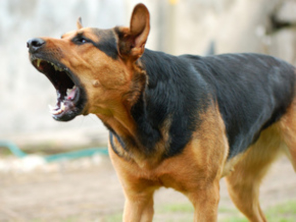 Собака бывает кусачей...