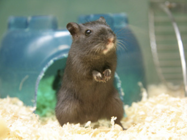 Безуглеводная диета вредит мышцам и мозгу