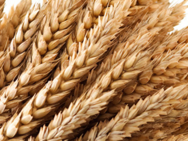 Проросшие пшеничные зерна