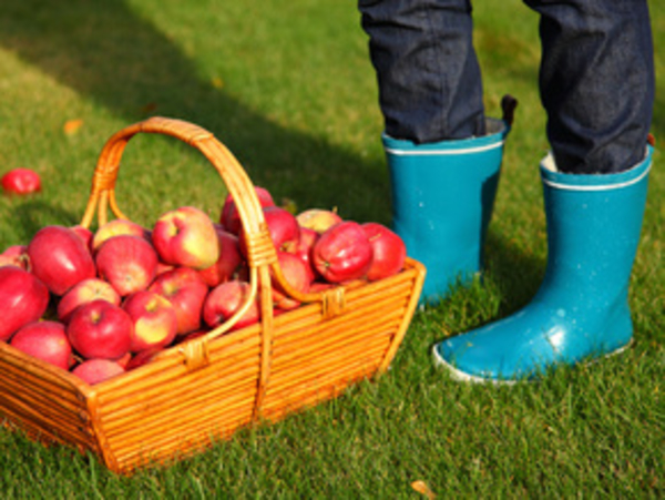 Осенний рацион