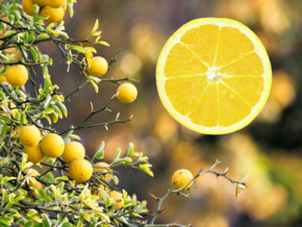 Зеленый чай  и лимон