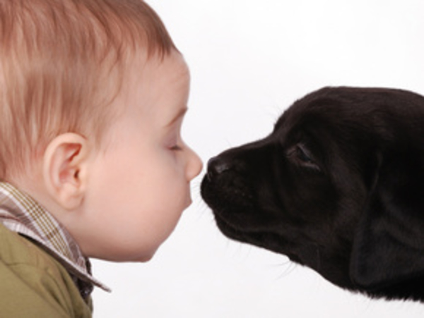 Животное по знаку Зодиака