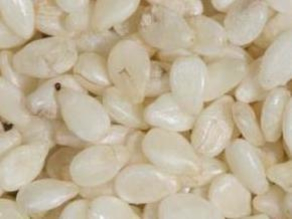 Семена сезама – польза для здоровья