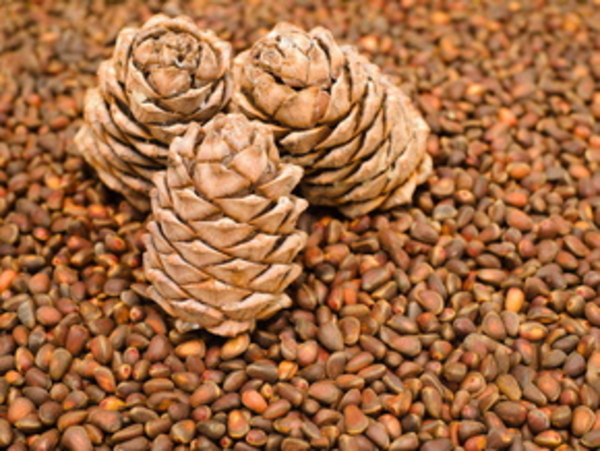 Кедровые орехи