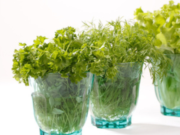 Партия зеленых