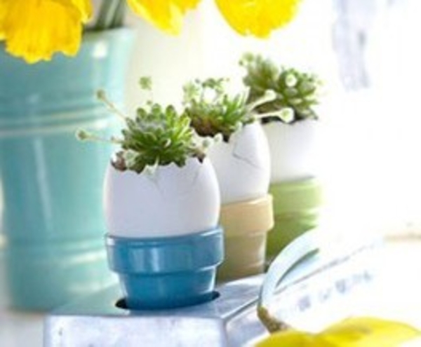 Рассада в яичной скорлупе