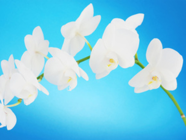Орхидеи удивительно действуют на кожу