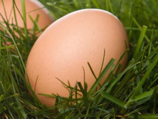 11 фактов о яйце