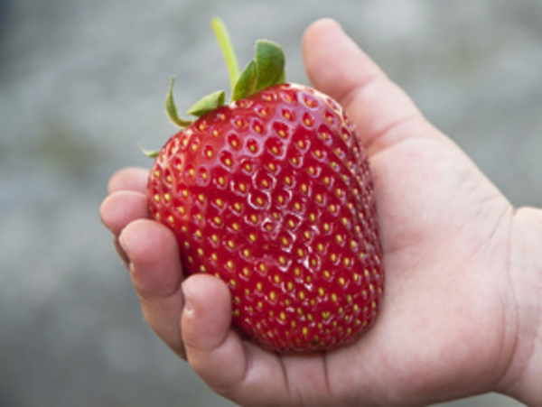 Ягоды в рационе малышей