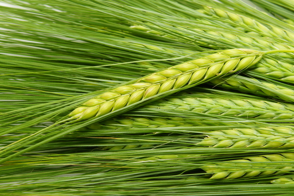 Лечебные свойства пшеницы