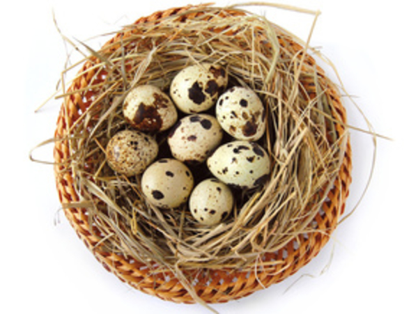 Польза перепелиных яиц