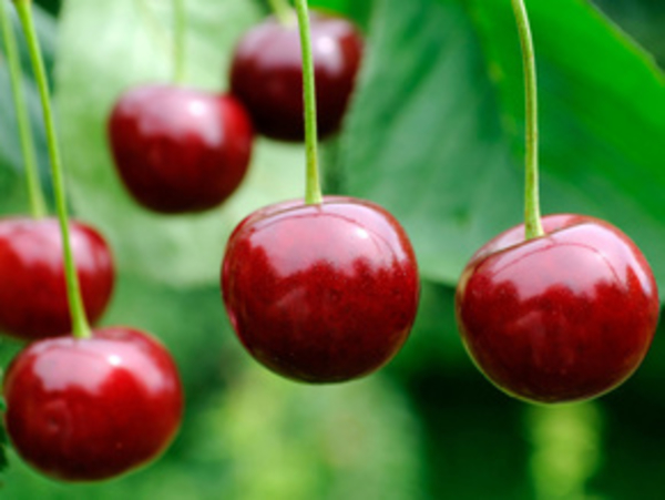 Вишня - и лекарство и косметика
