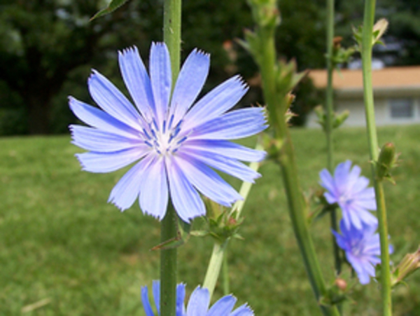 Что пить – кофе или цикорий?