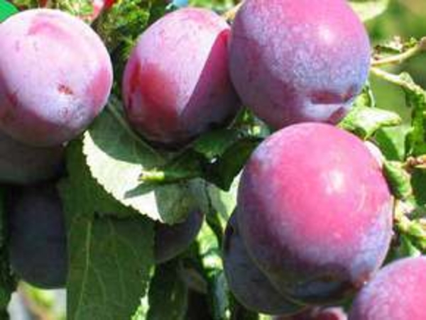 Сливы, персики и нектарины богаты антиоксидантами