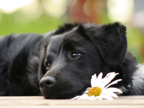 От депрессии избавит собака