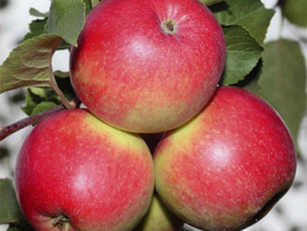 Яблоки спасают от ожирения