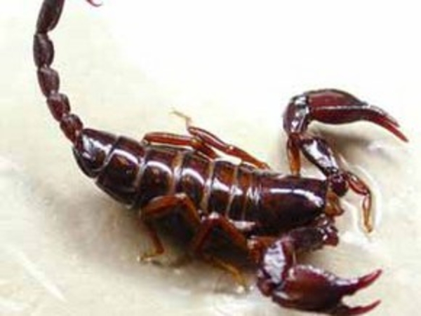 Ученые нашли применение яду скорпиона