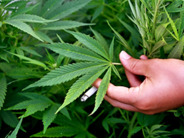 Американцы опровергли теорию перехода с марихуаны на другие наркотики