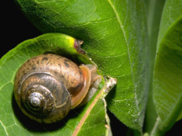 Ученые назвали лучшее обезболивающее