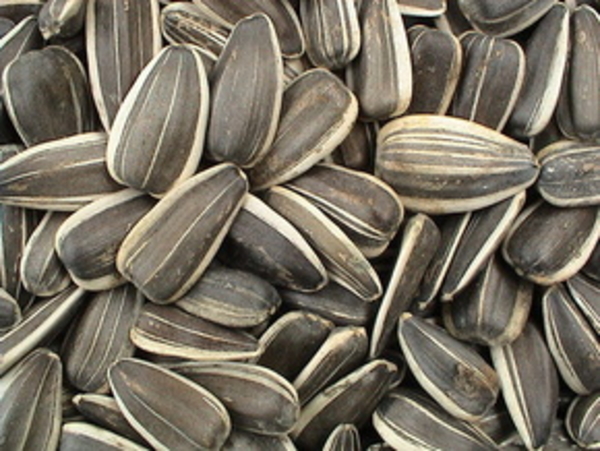 Орехи и семечки спасут от угрей