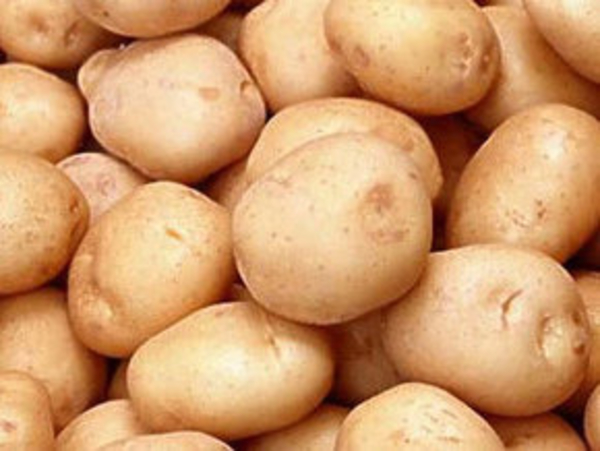 Ученые обогатили картофель белком