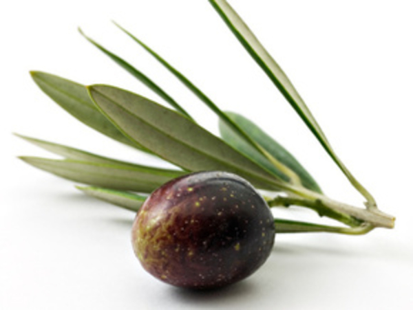 Производство оливкового масла