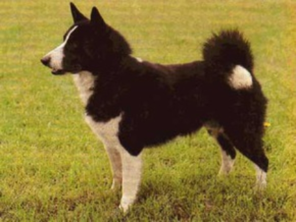 Собаки снижают проявления аллергии у детей, а коты – увы, наоборот