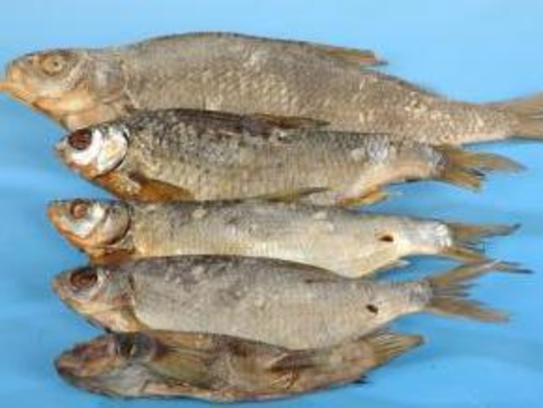 Сушеная рыба вредна для здоровья