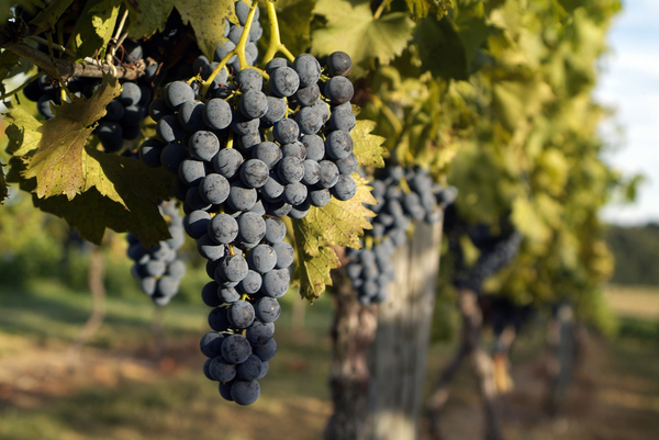 Слабоумие могут вызвать пестициды