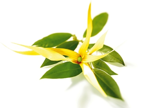 Иланг-иланг