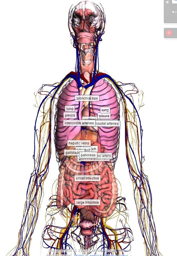 Стало возможным путешествовать по человеческому телу