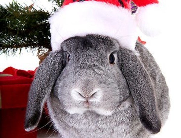 Встречаем Год Кролика