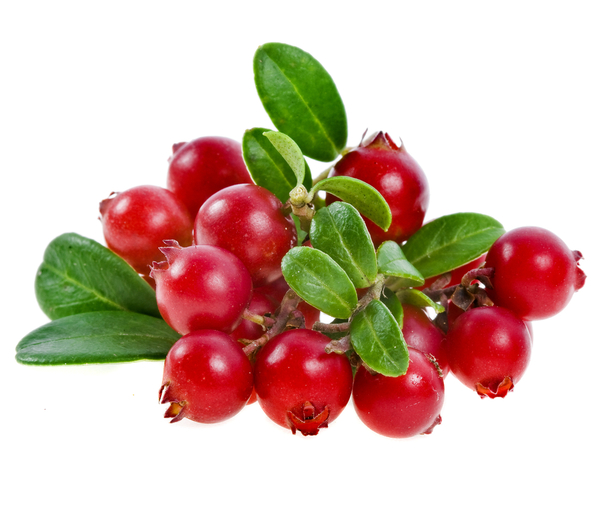 Что лечит клюква