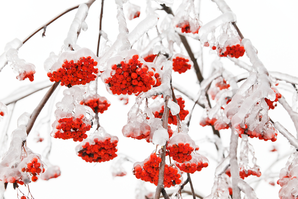 Спасаем организм от зимнего авитаминоза