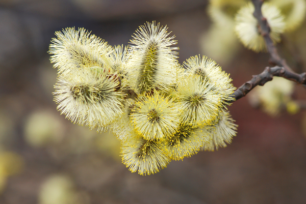 Делаем своими руками букетик вербы
