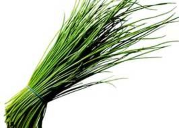 Шнитт-лук (лук-резанец)