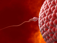 Хочешь от него детей? Корми мясом