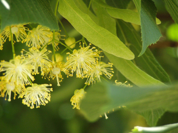 Заготавливаем цвет липы