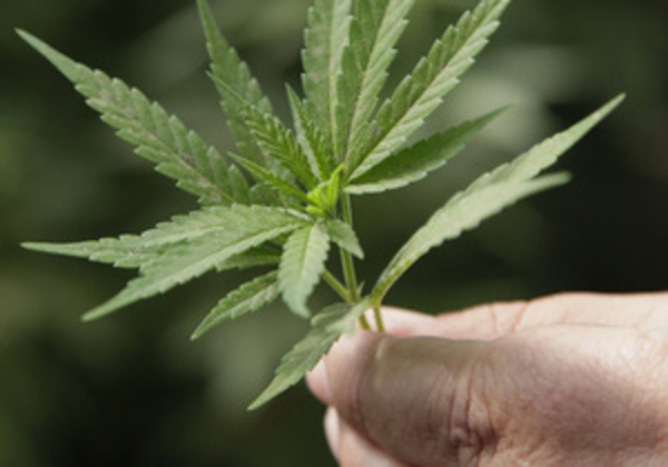 Ученые: Курение марихуаны безвреднее табака